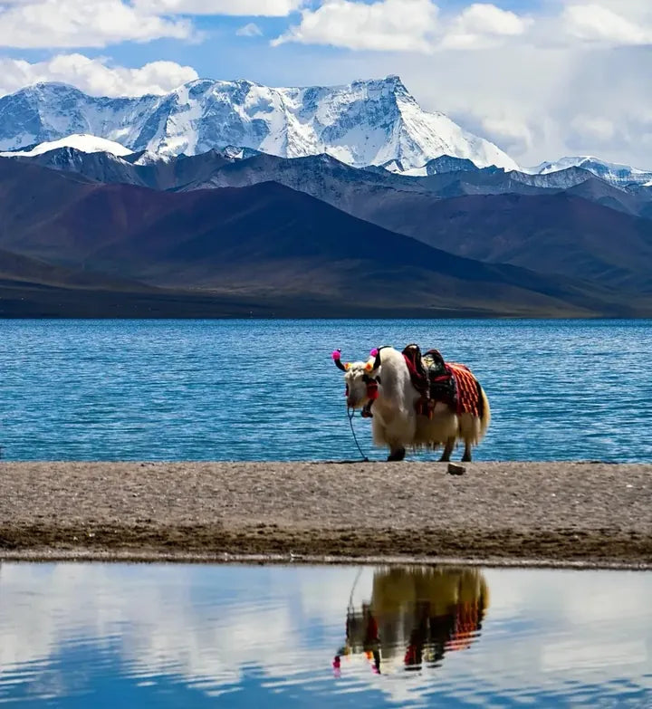Yak beside a highland lake